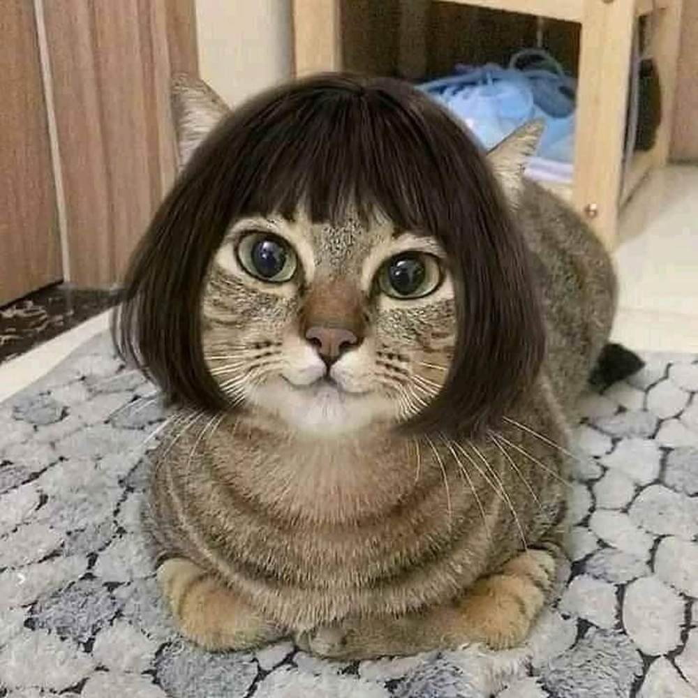 Kitty Wig Brown Bob New in Package Ooh La La!